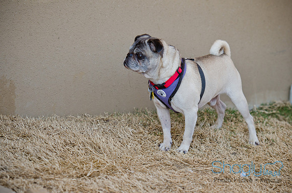 DFW Pug Rescue-The Boarding Bungalow 11-12-2011-5