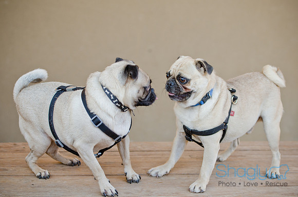DFW Pug Rescue-The Boarding Bungalow 11-12-2011-13