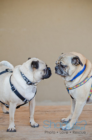 DFW Pug Rescue-The Boarding Bungalow 11-12-2011-8