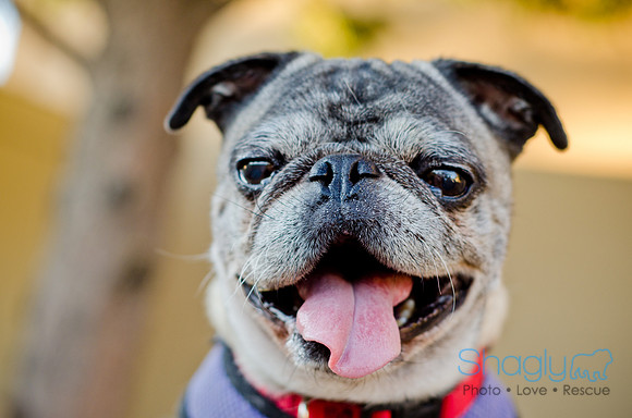 DFW Pug Rescue-The Boarding Bungalow 11-12-2011-20