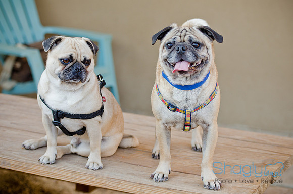 DFW Pug Rescue-The Boarding Bungalow 11-12-2011-19