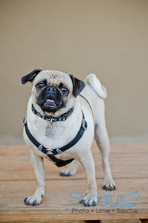DFW Pug Rescue-The Boarding Bungalow 11-12-2011-4
