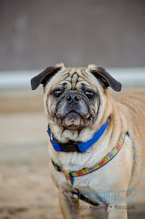 DFW Pug Rescue-The Boarding Bungalow 11-12-2011-1