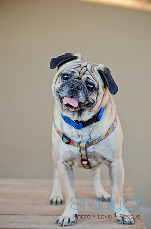 DFW Pug Rescue-The Boarding Bungalow 11-12-2011-16