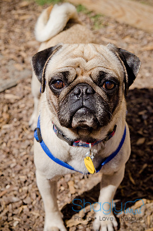 Shagly Photography-DFW Pug Rescue-The Boarding Bungalow-2