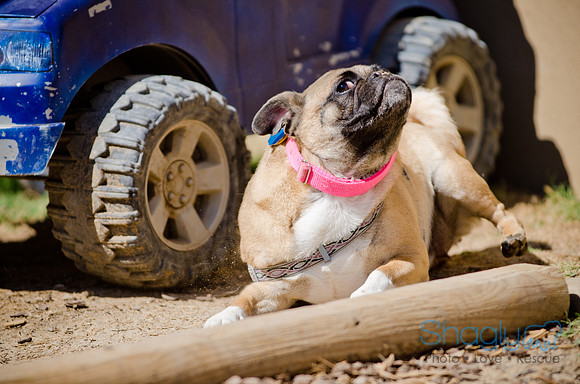 Shagly Photography-DFW Pug Rescue-The Boarding Bungalow-46