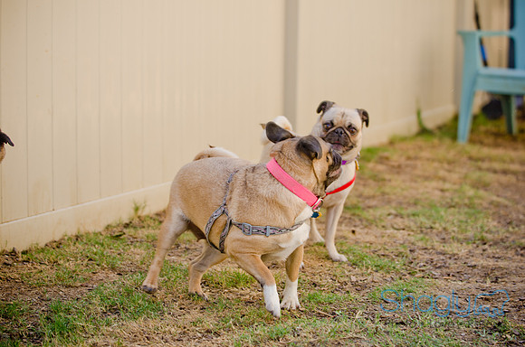 Shagly Photography-DFW Pug Rescue-The Boarding Bungalow-60