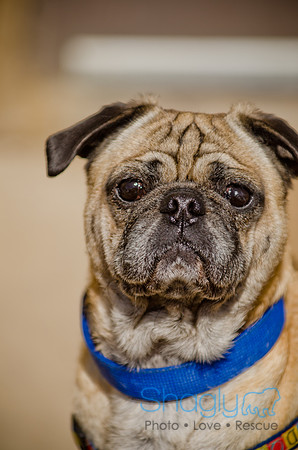 Shagly Photography-DFW Pug Rescue-The Boarding Bungalow-39