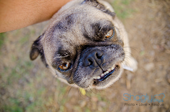 Shagly Photography-DFW Pug Rescue-The Boarding Bungalow-15