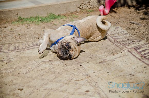 Shagly Photography-DFW Pug Rescue-The Boarding Bungalow-9