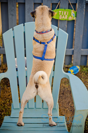 Shagly Photography-DFW Pug Rescue-The Boarding Bungalow-6