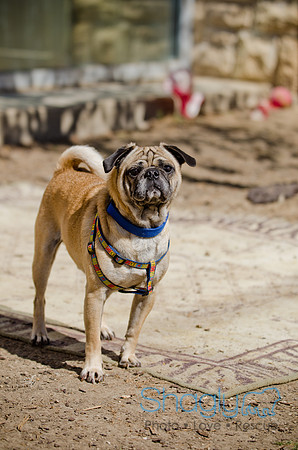 Shagly Photography-DFW Pug Rescue-The Boarding Bungalow-40