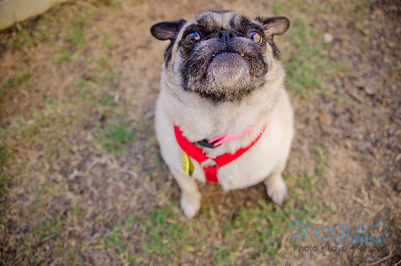 Shagly Photography-DFW Pug Rescue-The Boarding Bungalow-16
