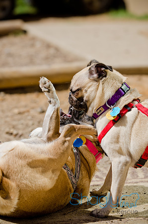Shagly Photography-DFW Pug Rescue-The Boarding Bungalow-49