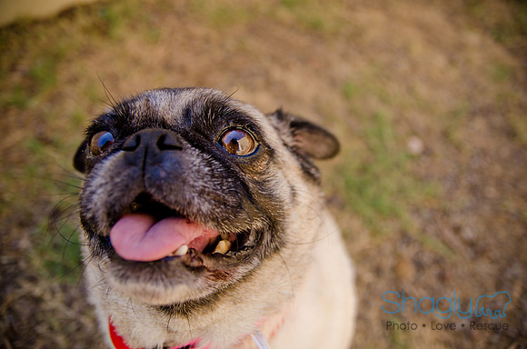 Shagly Photography-DFW Pug Rescue-The Boarding Bungalow-18