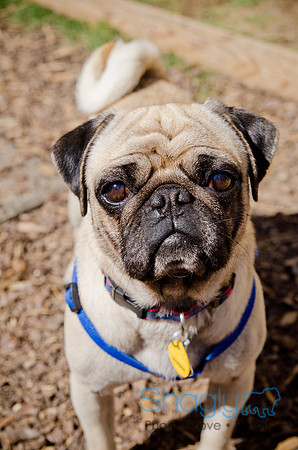 Shagly Photography-DFW Pug Rescue-The Boarding Bungalow-3
