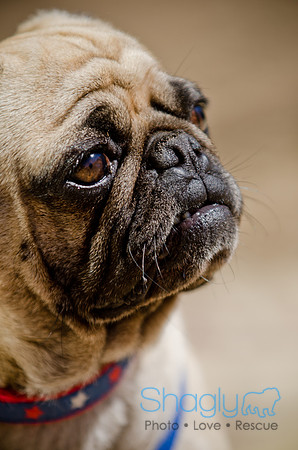 Shagly Photography-DFW Pug Rescue-The Boarding Bungalow-34