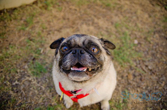 Shagly Photography-DFW Pug Rescue-The Boarding Bungalow-17