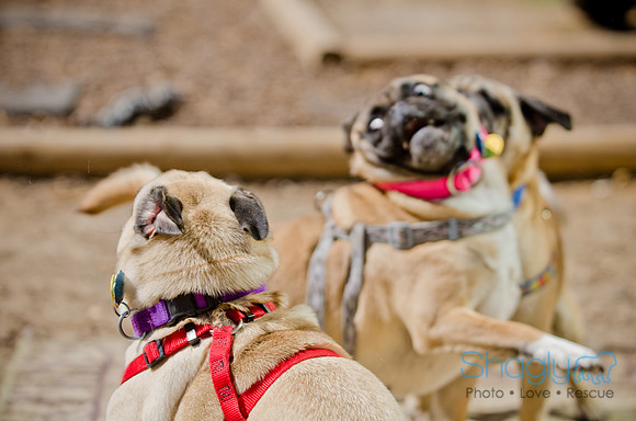 Shagly Photography-DFW Pug Rescue-The Boarding Bungalow-55