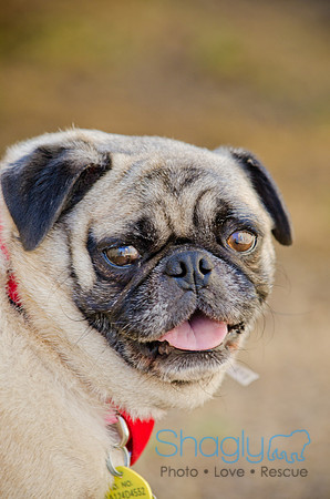 Shagly Photography-DFW Pug Rescue-The Boarding Bungalow-5