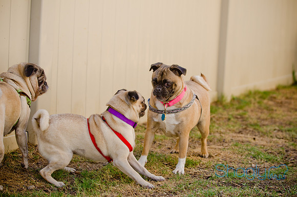 Shagly Photography-DFW Pug Rescue-The Boarding Bungalow-58