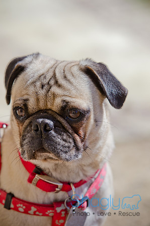 Shagly Photography-DFW Pug Rescue-The Boarding Bungalow-1