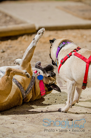 Shagly Photography-DFW Pug Rescue-The Boarding Bungalow-50