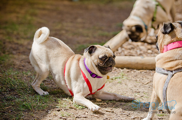 Shagly Photography-DFW Pug Rescue-The Boarding Bungalow-54