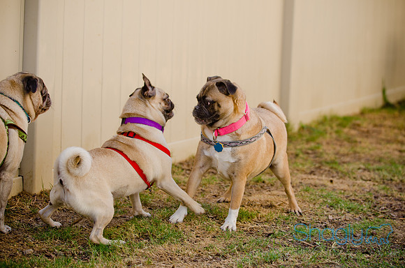 Shagly Photography-DFW Pug Rescue-The Boarding Bungalow-59