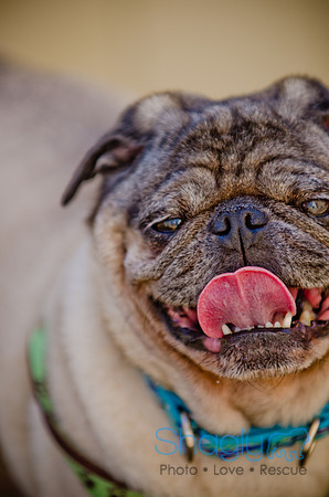 Shagly Photography-DFW Pug Rescue-The Boarding Bungalow-71
