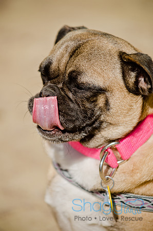 Shagly Photography-DFW Pug Rescue-The Boarding Bungalow-43