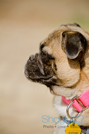 Shagly Photography-DFW Pug Rescue-The Boarding Bungalow-44