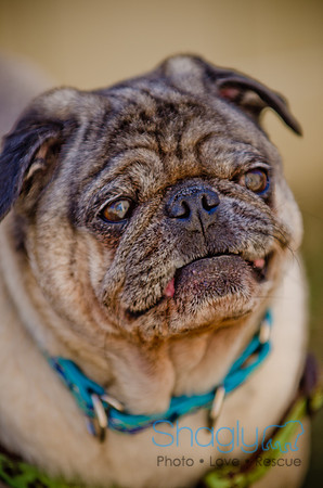 Shagly Photography-DFW Pug Rescue-The Boarding Bungalow-70