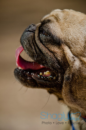 Shagly Photography-DFW Pug Rescue-The Boarding Bungalow-33