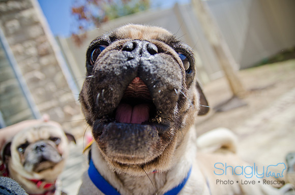 Shagly Photography-DFW Pug Rescue-The Boarding Bungalow-21