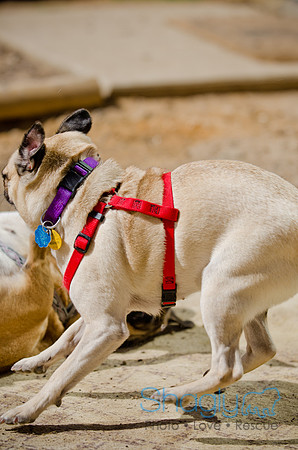 Shagly Photography-DFW Pug Rescue-The Boarding Bungalow-51