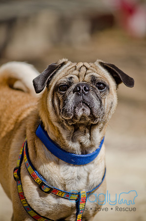 Shagly Photography-DFW Pug Rescue-The Boarding Bungalow-41
