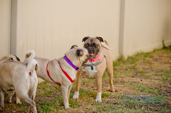 Shagly Photography-DFW Pug Rescue-The Boarding Bungalow-57