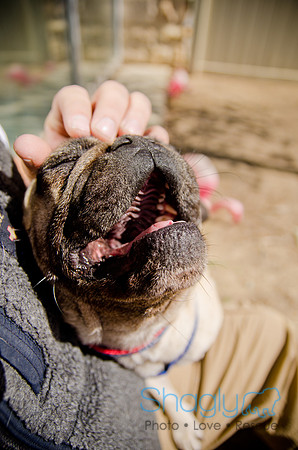 Shagly Photography-DFW Pug Rescue-The Boarding Bungalow-24