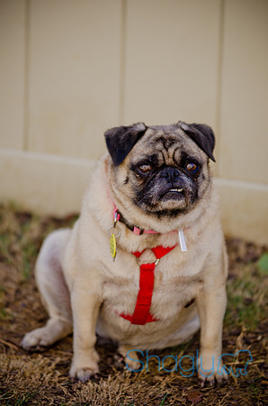 Shagly Photography-DFW Pug Rescue-The Boarding Bungalow-37