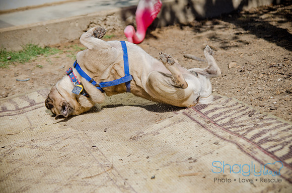 Shagly Photography-DFW Pug Rescue-The Boarding Bungalow-8