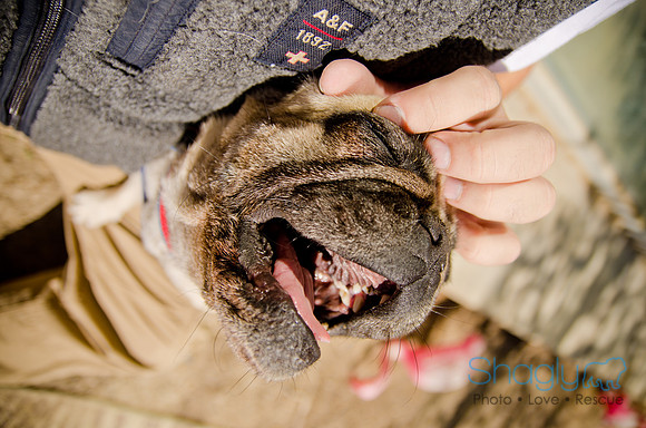 Shagly Photography-DFW Pug Rescue-The Boarding Bungalow-26