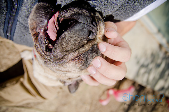 Shagly Photography-DFW Pug Rescue-The Boarding Bungalow-25