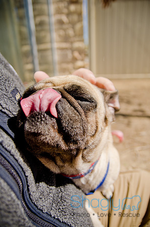 Shagly Photography-DFW Pug Rescue-The Boarding Bungalow-22