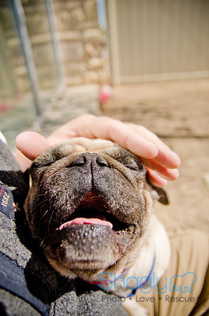 Shagly Photography-DFW Pug Rescue-The Boarding Bungalow-23