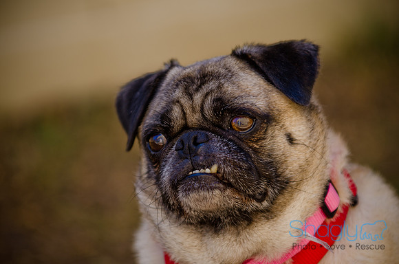 Shagly Photography-DFW Pug Rescue-The Boarding Bungalow-29
