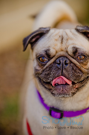 Shagly Photography-DFW Pug Rescue-The Boarding Bungalow-66