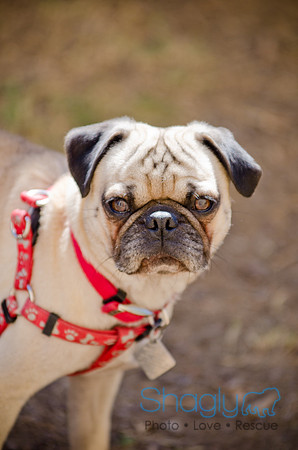 Shagly Photography-DFW Pug Rescue-The Boarding Bungalow-38