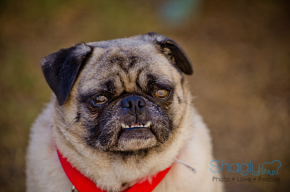 Shagly Photography-DFW Pug Rescue-The Boarding Bungalow-28