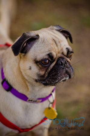 Shagly Photography-DFW Pug Rescue-The Boarding Bungalow-42